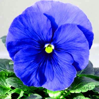 بذر گل بنفشه آبی