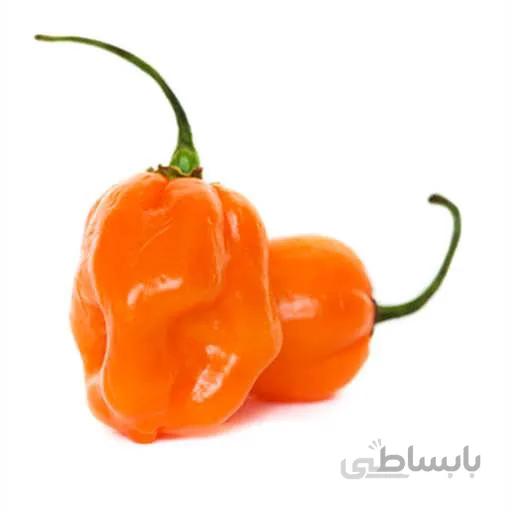 بذر فلفل هابانرو نارنجی