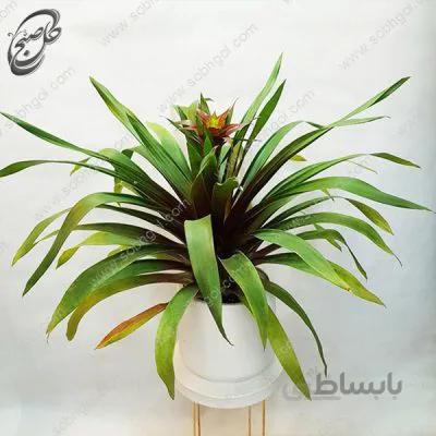 گل گازمانیا گلدار G-080 (ارسال گل رایگان)