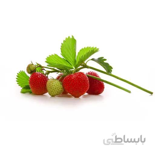 بذر توت فرنگی بونسای قرمز