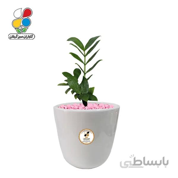 گیاه طبیعی زاموفیلیا سبز متوسط مدل GN13-18M