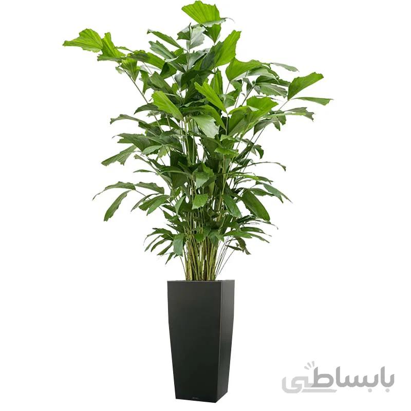 بذر نخل کاریوتا دم ماهی