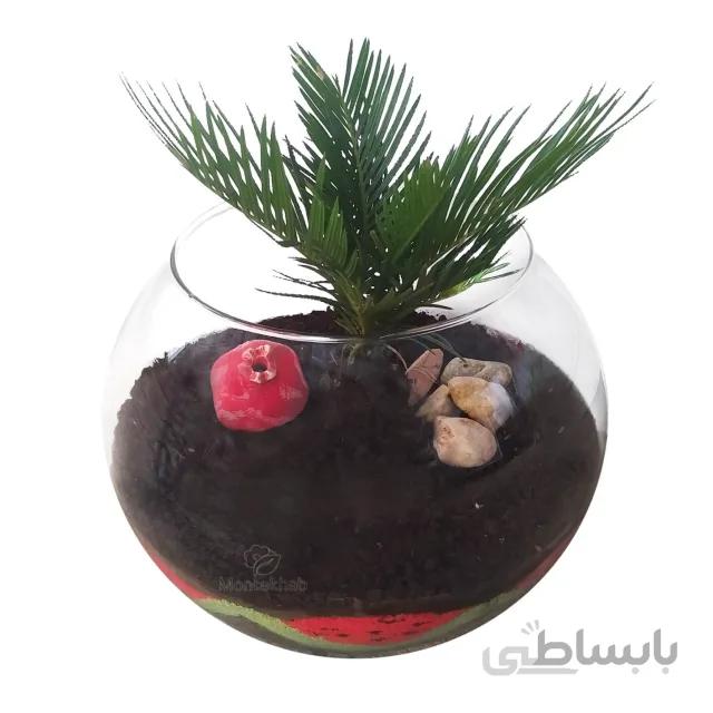 تراریوم سیکاس سایز سوپر با تزیین شب یلدا ارتفاع 30 سانتی متر