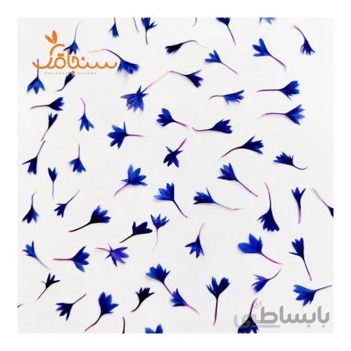 گل گندم پرس شده (بسته ۵ عددی)