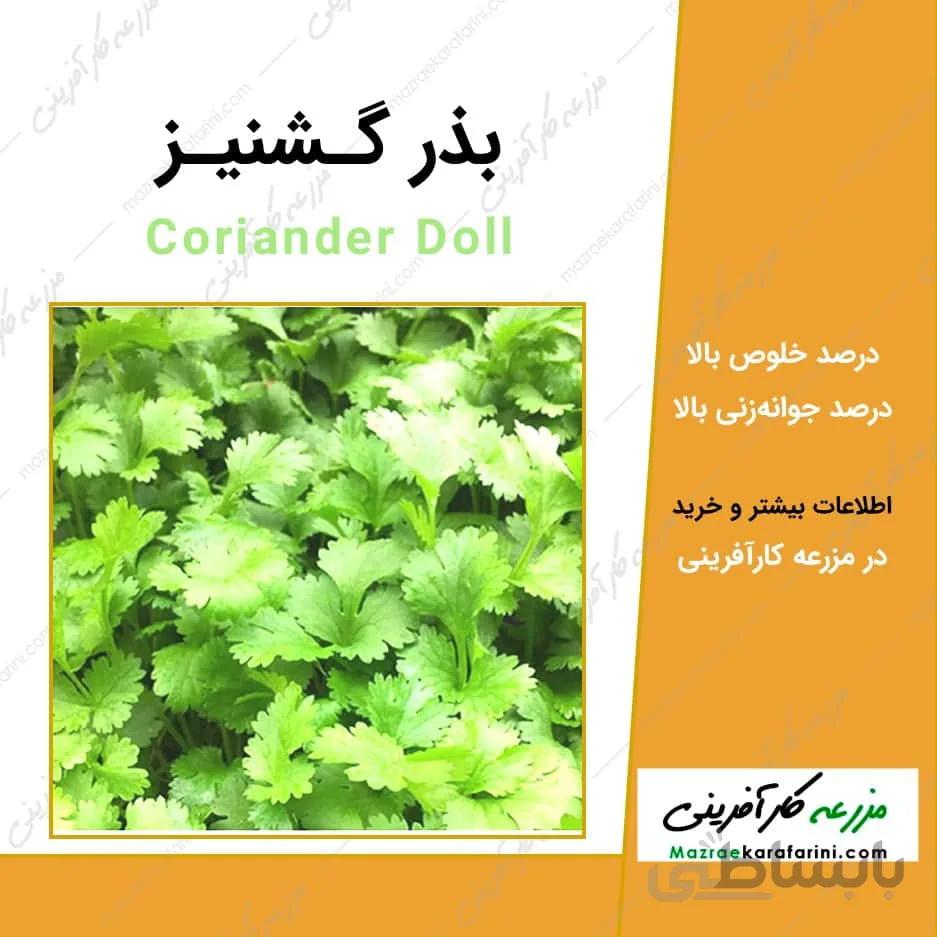 بذر گشنیز کد 790842