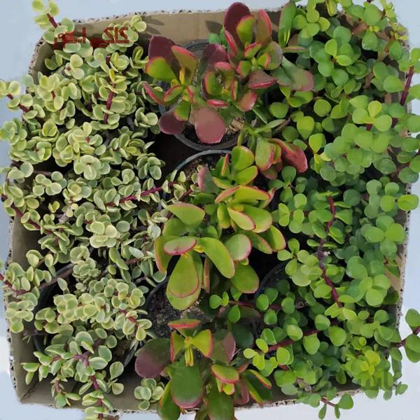 پک ساکولنت خرفه ای میکس (گلدان 10) 9 عددی