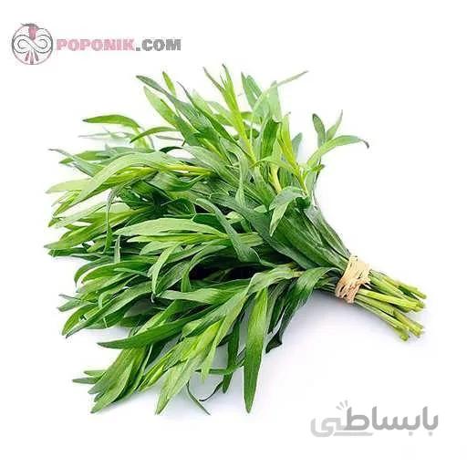 بذر ترخون روسی