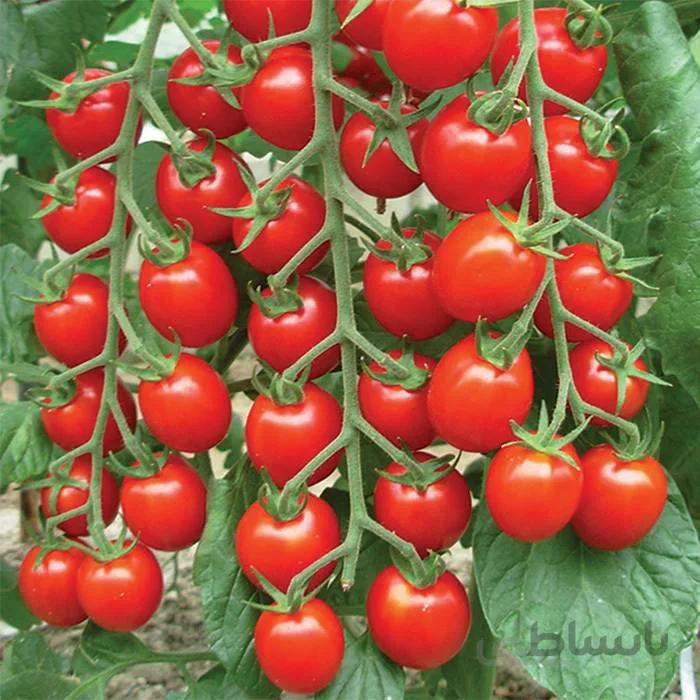 گوجه سوییت درجه یک ( اورجینال )