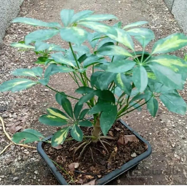 بنسای شفلرا