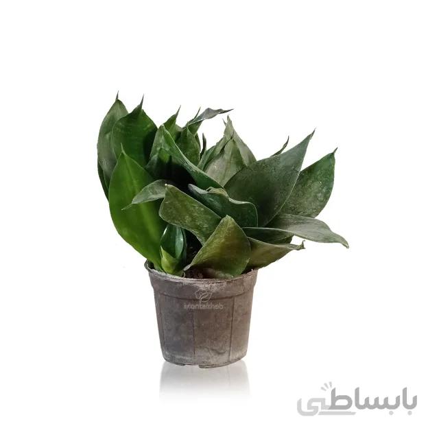 گیاه آپارتمانی سانسوریا پاکوتاه سایز 10