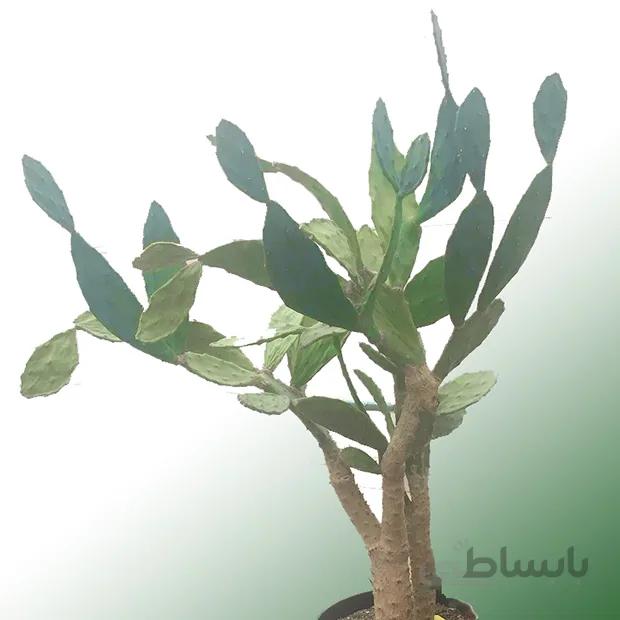 بذر اپونتیا ده عدد
