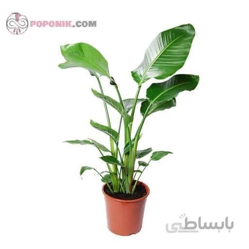 بذر گل پرنده بهشتی سفید