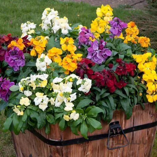 بذر گل شب بو راوانل رنگارنگ آمریکایی بسته 50 عددی