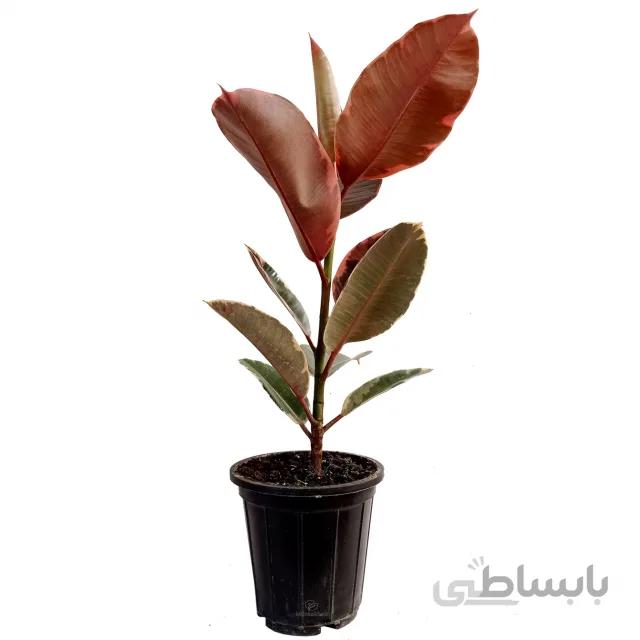 فیکوس شرابی ابلق ارتفاع 60 سانتی متر