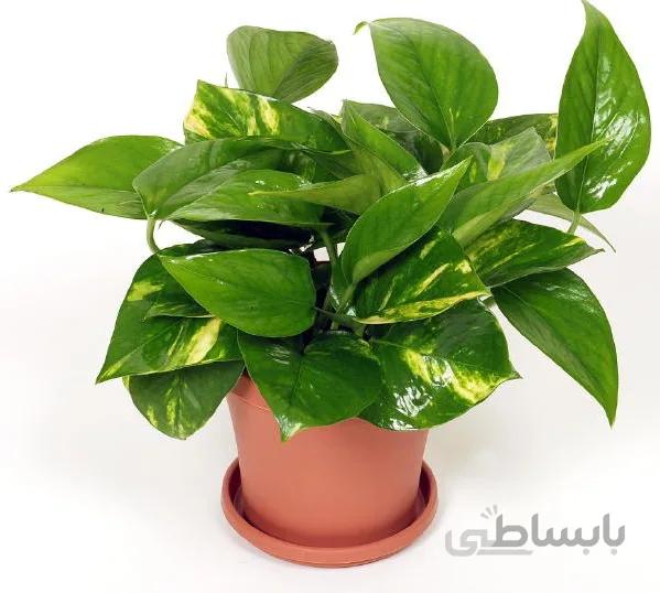 گل پتوس – سایز سطل 7
