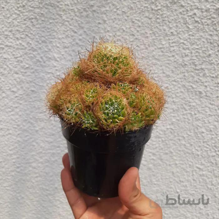 مامیلاریا آشیانه پرنده درشت و پرپاجوش