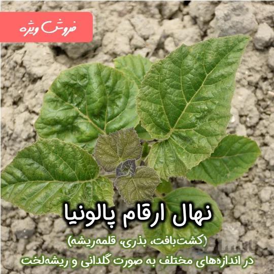 نهال گلدانی پالونیا (پائولونیا) فورتونی