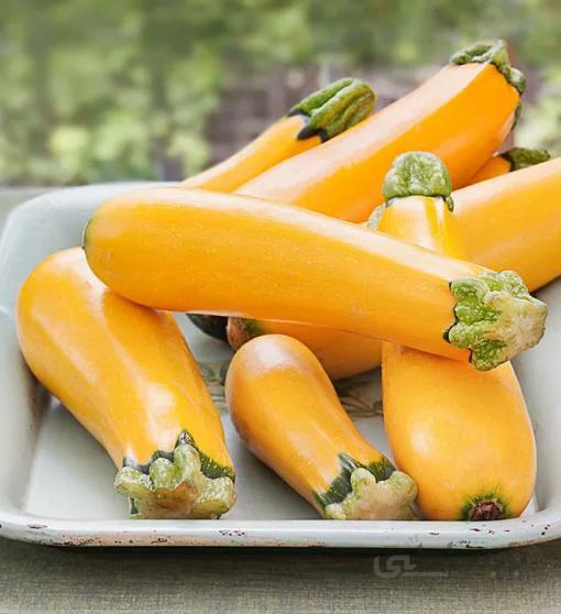 بذر کدو طلایی هیبرید پربار بسته 3 عددی
