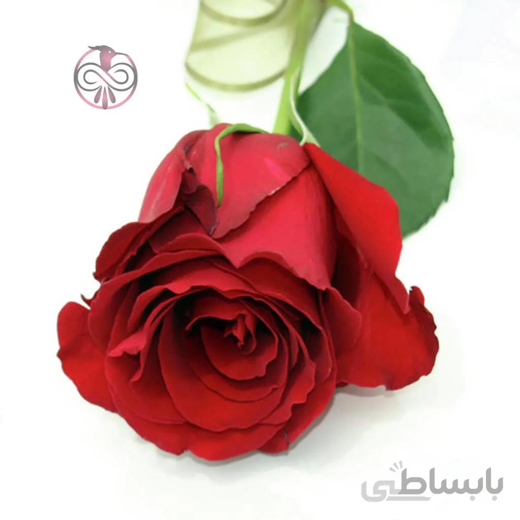 بذر گل رز قرمز