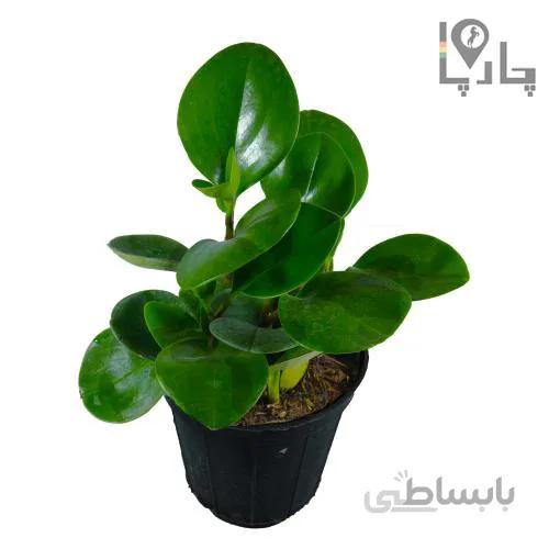 گیاه آپارتمانی برگ قاشقی