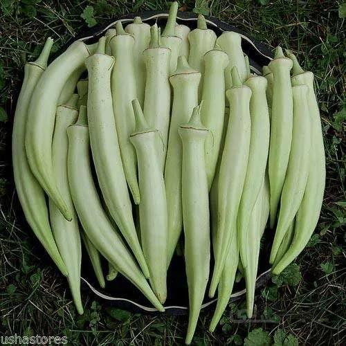 بذر بامیه سفید مخملی آمریکایی بسته 10 عددی