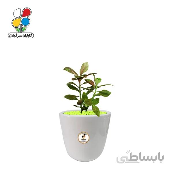 گیاه طبیعی فردوس کوچک گلباران