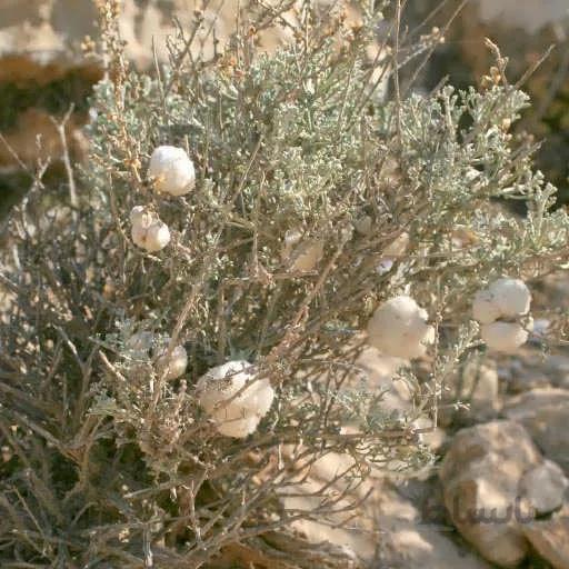 بذر درمنه دشتی