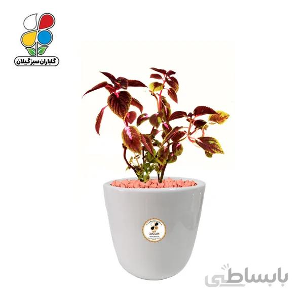 گیاه طبیعی حسن یوسف متوسط