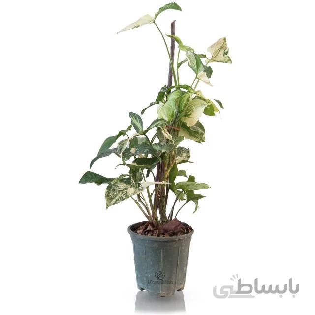 گیاه آپارتمانی سینگونیوم سنگ زمرد ارتفاع 50 سانتی متر