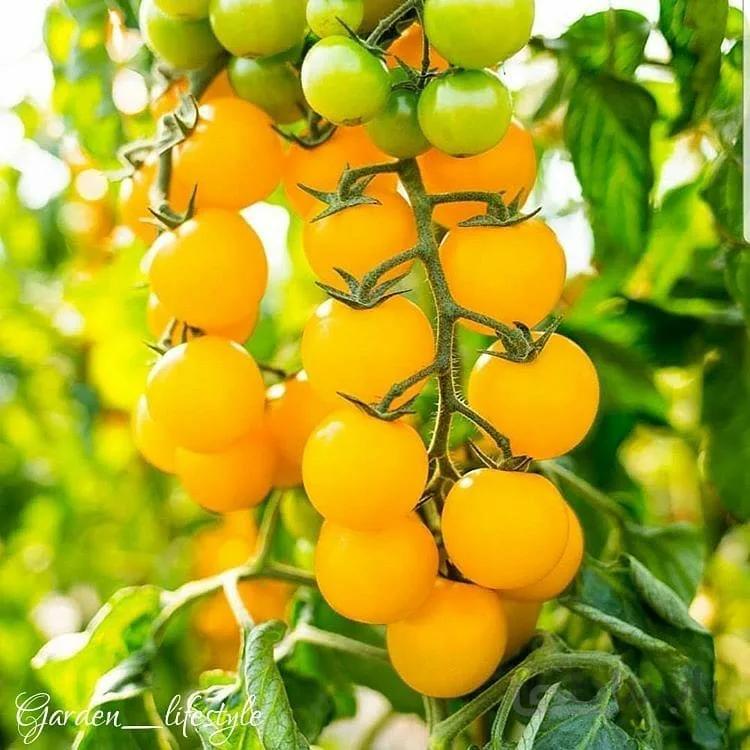 بذر گوجه خوشه ای زرد
