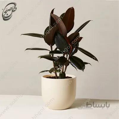 خرید گل آنلاین – فیکوس الاستیکا یاقوتی طرح F-032 ( ارسال گل رایگان )