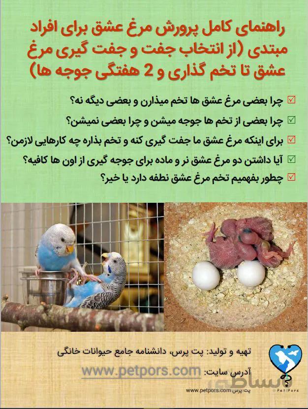 راهنمای پرورش مرغ عشق