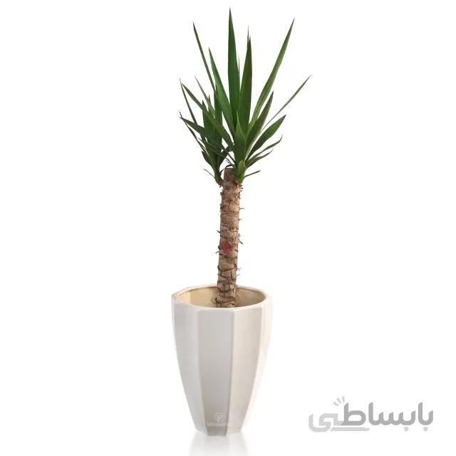 گیاه آپارتمانی یوکا