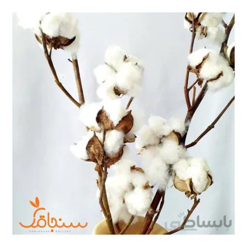 دسته گل پنبه طبیعی