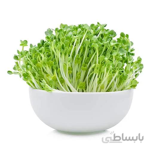 بذر میکروگرین ارگولا