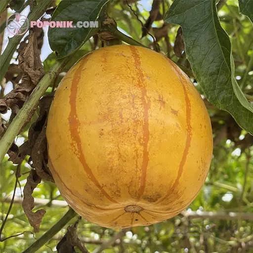 بذر پشن فروت چینی