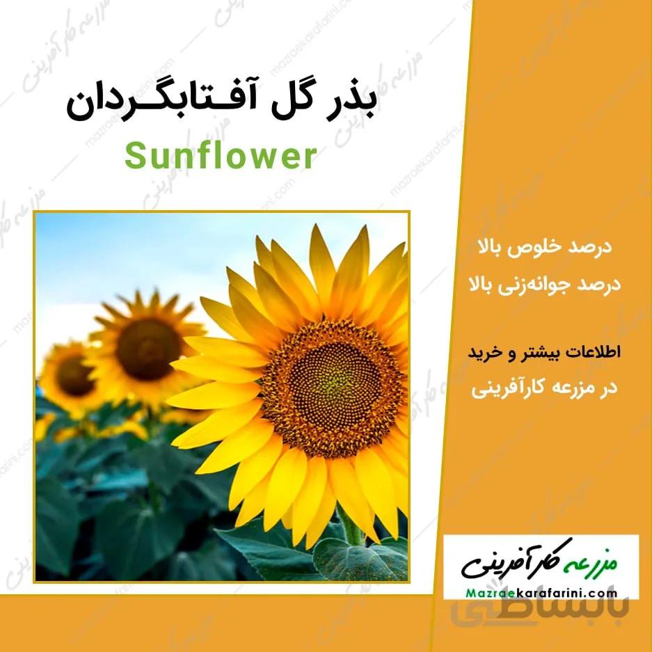 بذر گل آفتابگردان