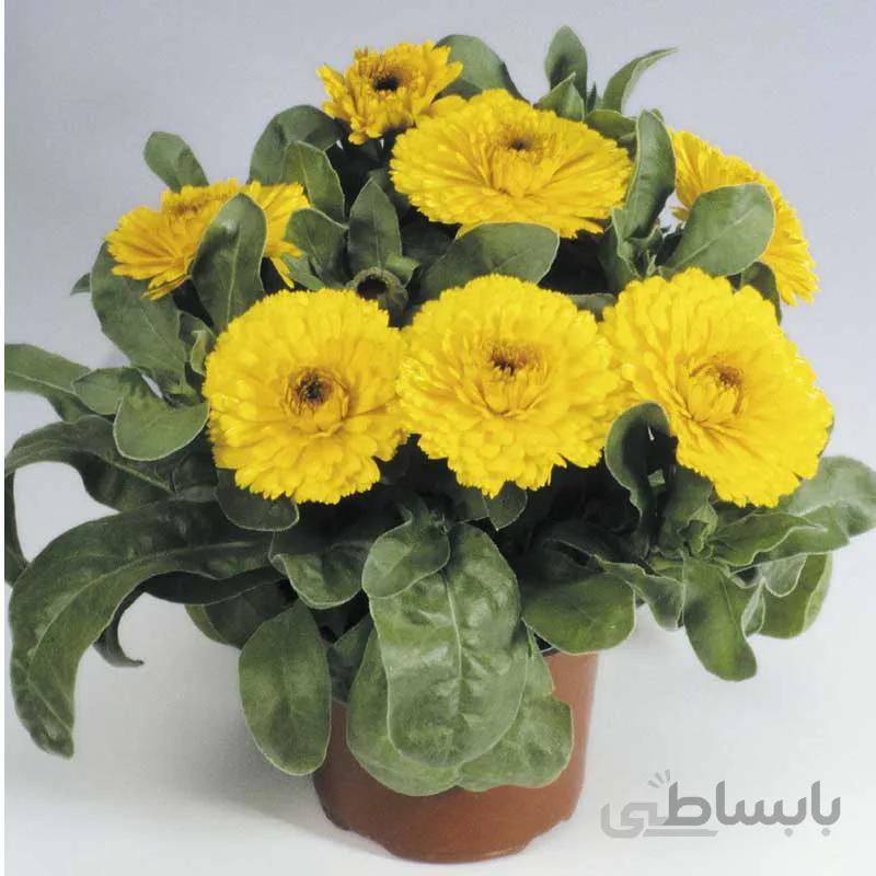بذر همیشه بهار زرد رقم Gitanana F1