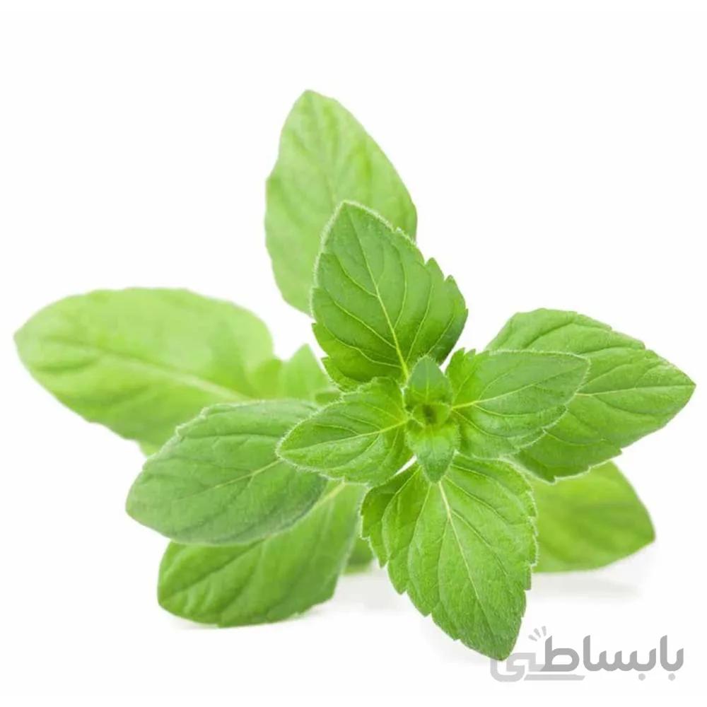 بذر پونه