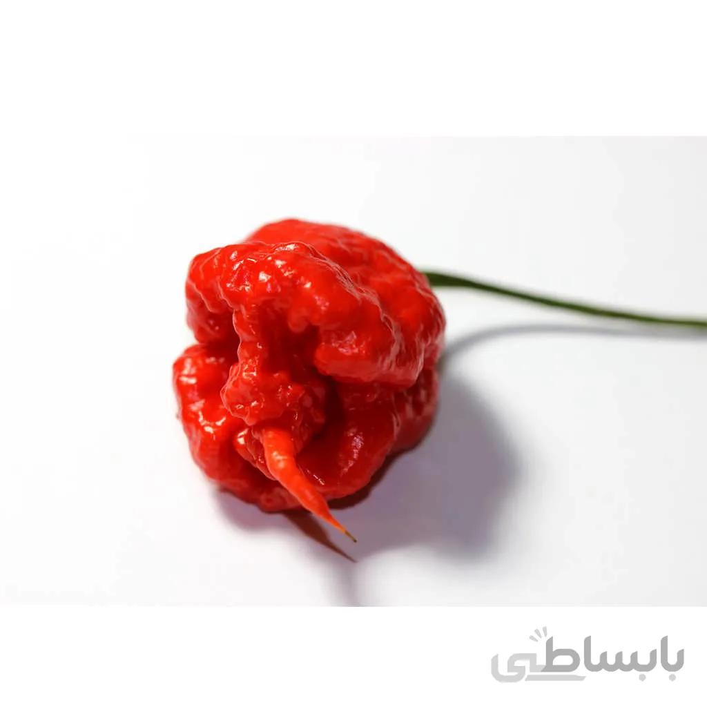 بذر فلفل عقربی تیرینیداد
