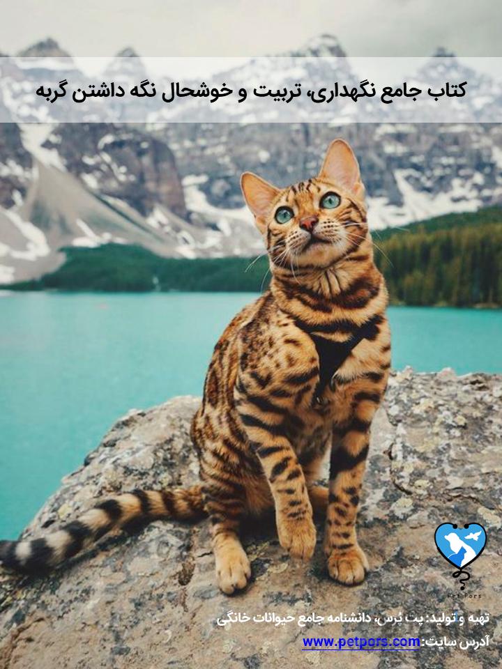 راهنمای کامل نگهداری، آموزش و تربیت گربه به صورت عملی