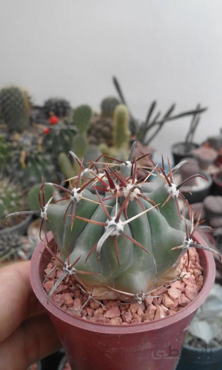 فروکاکتوس تیغ گلابی | ferocactus