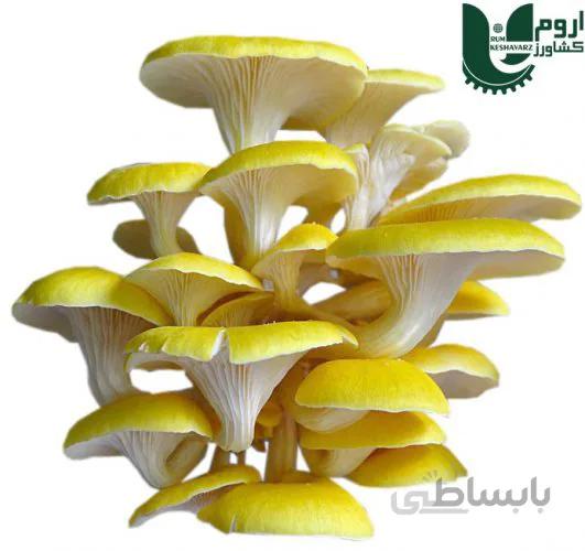 بذر قارچ صدفی نسل اول