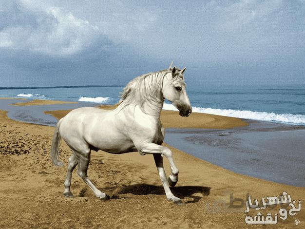 سفارش اینترنتی نخ و نقشه تابلو فرش طرح اسب در ساحل کد j-320