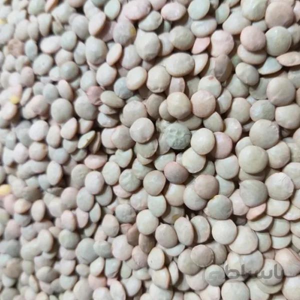 عدس درشت فله مقدار 500 گرم