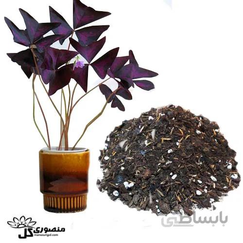 خاک مخصوص اکسالیس ۱ لیتری