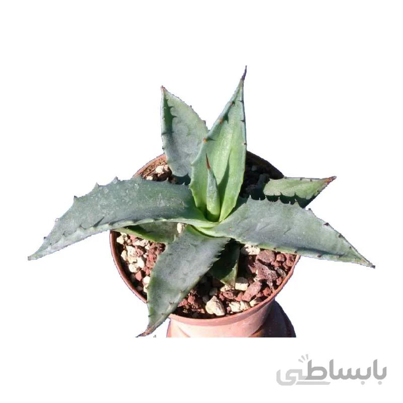 بذر آگاو اسکابرا