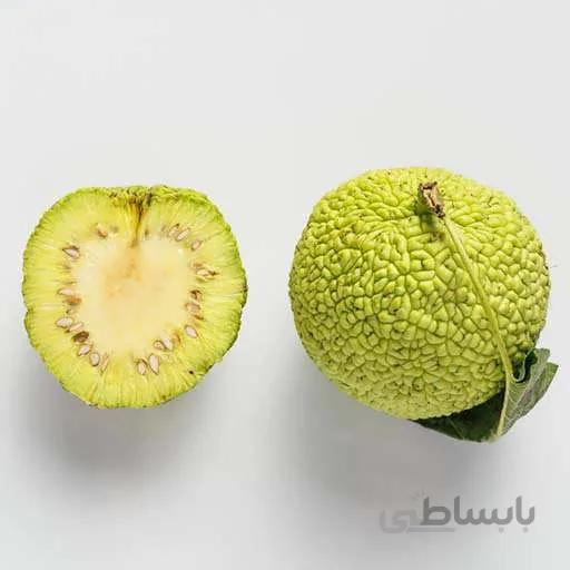 بذر توت امریکایی
