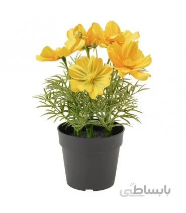 بوته گل ستاره ای ایکیا مدل FEJKA