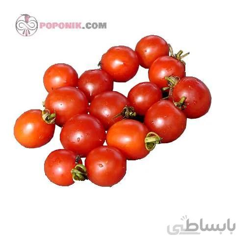 بذر گوجه گیلاسی خوشه ای ریز